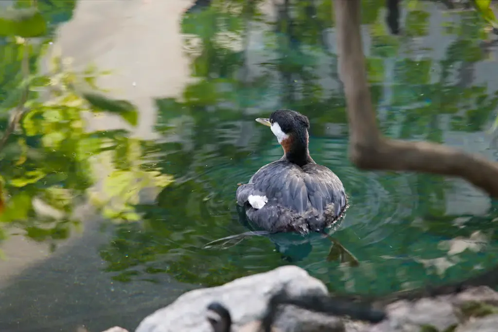 AI generated alt: a small dark water bird with a white cheek and rust-coloured neck, floating on still green water that reflects the leaves above it, a bare branch crossing the frame.