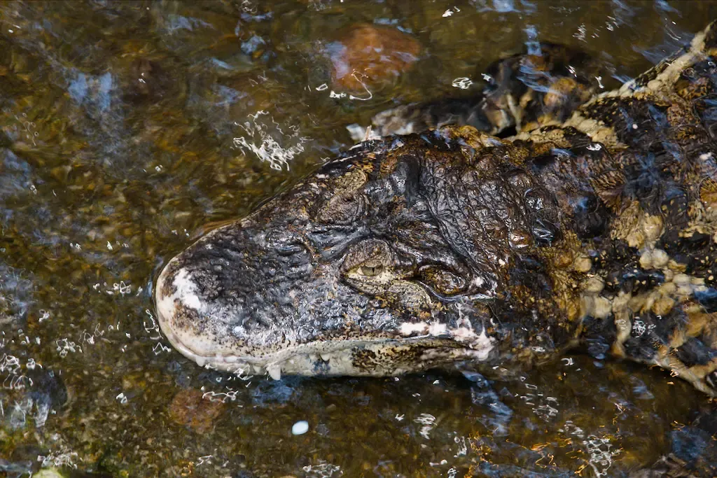 AI generated alt: an alligator's head and shoulder breaking the surface of shallow brown water, eye open, the rest of it just below.