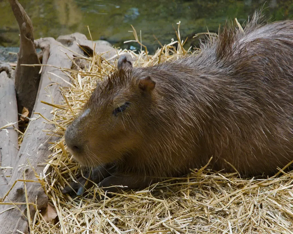 AI generated alt: a capybara lying on a bed of straw beside a log, eyes closed, water behind.